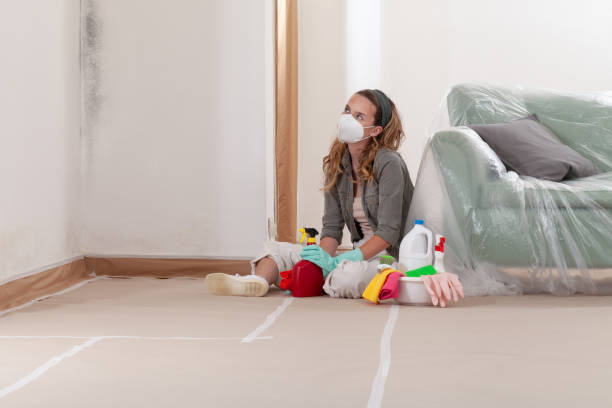 Reliable Basement Mold Removal contractor in Stoughton, MA by Cheap Mold Removal