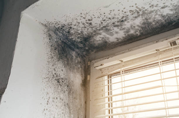 Affordable Basement Mold Removal solutions in Stoughton, MA
